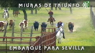 Toros de Miuras de triunfo embarque para la Maestranza de Sevilla 2018  Toros desde Andalucía [upl. by Mariann]