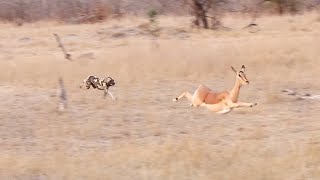 WILD DOG Hunts IMPALA [upl. by Casteel]