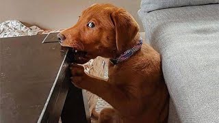 50 Funny Animal Videos To Crack You Up All Long Day [upl. by Bailey]