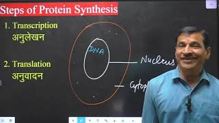 Protein synthesis प्रोटीन संश्लेषण [upl. by Asreht]