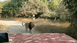 Gir National Park Gujarat [upl. by Beverie]