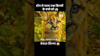 एक डॉग ने पाला बिल्ली के बच्चे को 😱  short dog movie part01 [upl. by Grefer]