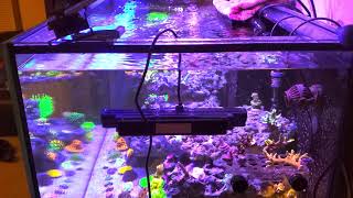 Jebao Gyre cross flow pump and acropora flow part 2 [upl. by Strickland]