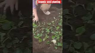 Begonia seed planting for bulb trendingshorts flowers indoorplantplantnursery garden gardeing [upl. by Sutit618]