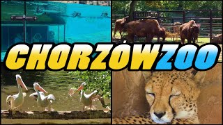 CHORZÓW ZOO  Śląski Ogród Zoologiczny  Silesian Zoological Park  Poland 4k [upl. by Enotna350]