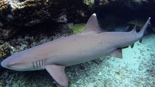 Hawaiian White Tip Reef Sharks snorkeling [upl. by Reinar]