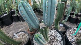 Eastern Star CactusThe tricho Blues Again columnar cactus blue variations easternstarcactuscom [upl. by Nicholl]