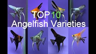 ANGELFISH  Care and Feeding Guide  10 Mot Popular Varieties [upl. by Korwun]