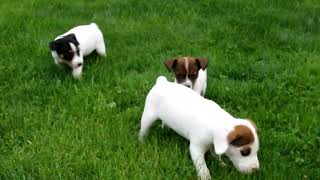 Jack Russel Puppies For Sale [upl. by Arukas]