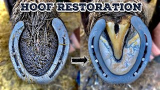 SHIRE HORSE  HOOF RESTORATION  HUGE FEET [upl. by Araem]