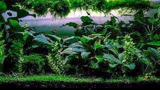 Planted Tank  Underwater Heaven [upl. by Ahsitam395]