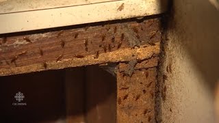 Lacey Malcolm lives with 14 people in a cockroach infested fourbedroom home in Sandy Bay [upl. by Anbul512]