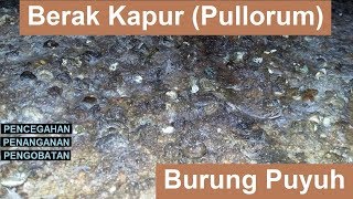 Berak Kapur Pullorum Pada Burung Puyuh [upl. by Collbaith]