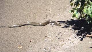 Pelee Island beach  a water snake close up [upl. by Aynotak936]