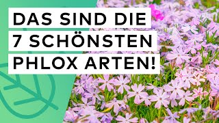 Phlox Bodendecker🏵️ Die 7 schönsten Arten im Überblick [upl. by Dorian]