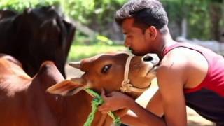 kombu vacha singamada  JALLIKATTU idhu oru adayalam video  G V Prakash kumar [upl. by Hills]