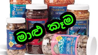 All about Fish Food and Oscar Food in Sinhala  TYPES of Aquarium Fish FOOD [upl. by Fruma]