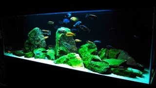 How to Set up an African Cichlid Tank  Step by Step Guide [upl. by Iruahs]