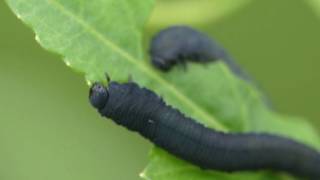 Turnip Sawfly Larvae Eating Leaves カブラハバチ幼虫の群れがイヌガラシの葉を食害 [upl. by Onit]