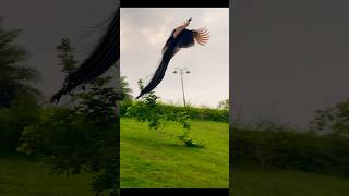 What a beauty  Capturing the Magnificent Peacock in Motion FlyingPeacock birdwatching pecock [upl. by Arahsat]