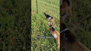 The Baby Goats are so happy to be in new pasture Running free Cynthia at the end was tired goats [upl. by Lemire]