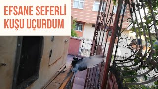 Seferli Kaçak Güvercini Uçurdum [upl. by Phila]