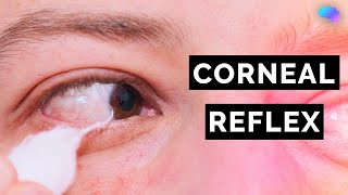 Corneal Reflex Assessment  CN V  OSCE Clip  UKMLA  CPSA [upl. by Yrahcaz243]