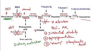 USMLE ACE Video 40 Phenylketonuria vs Alkaptonuria  Tyrosine Metabolism Pathway [upl. by Dur]