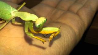 Sphodromantis sp Lineola  Krmeni Červ [upl. by Atalee267]