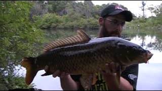 Carp Stalking the Park Lake [upl. by Eedrahc]