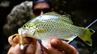 Exploring tropical waterfalls for Sooty Grunter and Jungle Perch  Stranded Part 4 [upl. by Nedyarb]