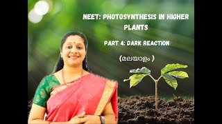 NEET Photosynthesis Part4Malayalam Dark Reaction C3 cycle Calvin cycle Biosynthetic phase [upl. by Raynata]