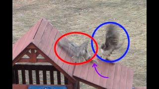 Redtailed Hawk vs GreatHorned Owl on a Playset [upl. by Chrysler]