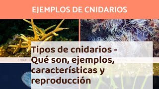 Tipos de cnidarios  Qué son ejemplos características y reproducción [upl. by Haelhsa]