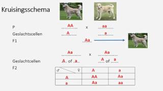 kruisingsschema [upl. by Jaime308]