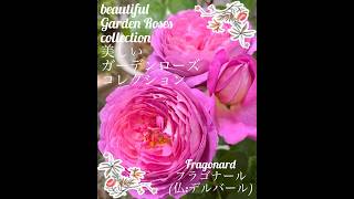 【beautiful garden roses collection「fragonard」】フラゴナール [upl. by Ottilie]