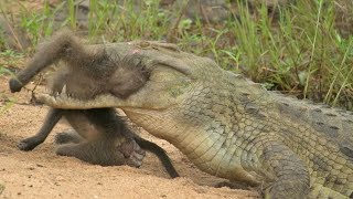 Unlucky Monkey Attacked by Crocodile while Drinking Water [upl. by Inalak858]