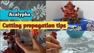 How to propagate acalypha without hormone powder  grow cutting in water [upl. by Acirederf220]