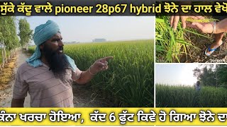 ਸੁੱਕੇ ਕੱਦੂ ਵਾਲੇ pioneer 28p67 hybrid ਝੋਨੇ ਦਾ ਹਾਲ ਵੇਖੋ । ਕਿੰਨਾ ਖਰਚਾ ਹੋਇਆ ਕੱਦ 6 ਫੁੱਟ ਕਿਵੇ ਹੋ ਗਿਆ [upl. by Dennison]