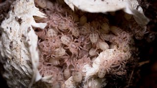 Odbieranie kokonu DUUŻO BOMBELKÓW 🥰🥰 Hapalopus sp Columbia gross [upl. by Wileen]