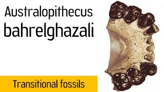 Australopithecus bahrelghazali [upl. by Eceirehs319]