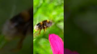 Buzzing 🐝 in the Sunshine ☀️ Our Schools Vibrant Wellbeing Garden [upl. by Maon]