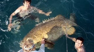 Extreme Grouper Fishing slideshow [upl. by Schulz]