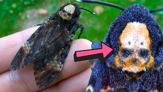 Deathshead hawkmoth  SKULL MARKING   Acherontia atropos Biology amp Fun facts [upl. by Umberto]