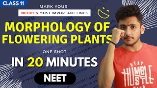 Morphology of Flowering Plants Class 11  Biology  For NEET  Full Revision In 20 Minutes [upl. by Liam174]