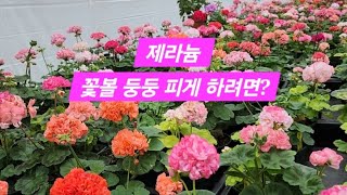 제라늄 꽃볼 둥둥 피게 하려면 제라늄키우기가드닝pelargonium flowergardeninggeranium [upl. by Atinal]