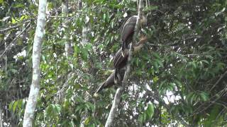 Hoatzin Ophisthocomus hoazin  Tiputini Biodiversity Station Ecuador [upl. by Adihahs]