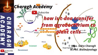 Basic steps in transformation of plant cells by Agrobacterium tumefaciens [upl. by Teagan]