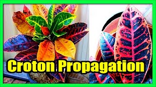 How to Grow Croton From Cuttings Propagate Croton From Stem Cutting [upl. by Ivon471]