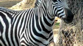 Zebra at Zoo [upl. by Conyers]